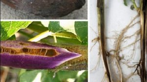 Болезни баклажанов и вредители