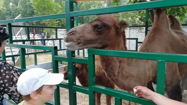 Сельскохозяйственная Выставка Омск 2018 ?? ? смотреть онлайн