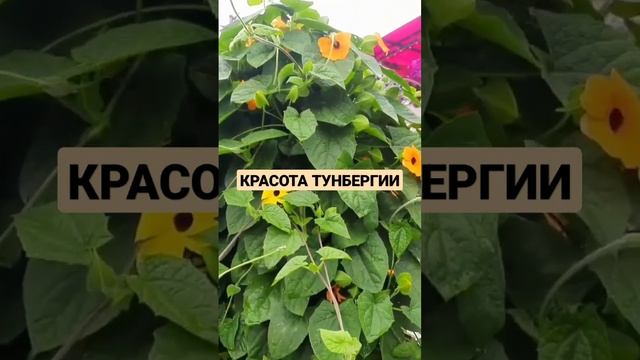 ТУНБЕРГИЯ ИЗ СЕМЯН. ОТЛИЧНОЕ РЕШЕНИЕ ЗАМЕНИТЬ КЛЕМАТИС. смотреть онлайн
