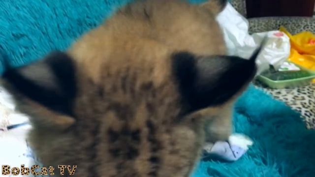 Стрижка когтей рыси смотреть онлайн