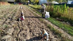 Собрали урожай с огорода. Про кормовую свеклу, картошку и детский труд