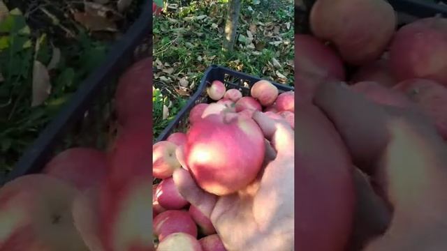 яблони Чемпион, в каждый сад! смотреть онлайн