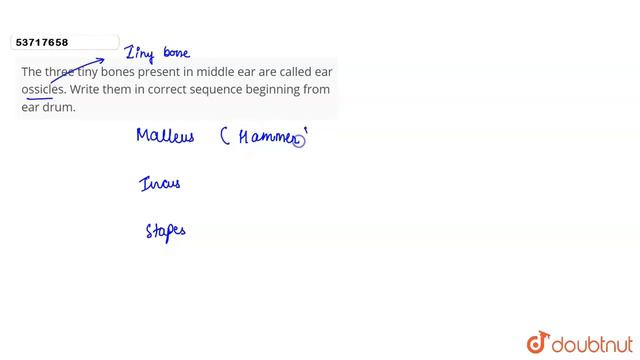 The three tiny bones present in middle ear are called ear ossicles. Write them in correct sequen... смотреть онлайн