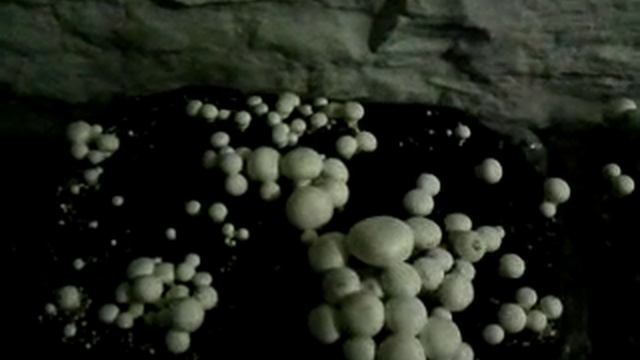 Шампиньоны,выращивание в подвале смотреть онлайн