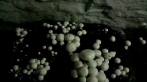 Шампиньоны,выращивание в подвале