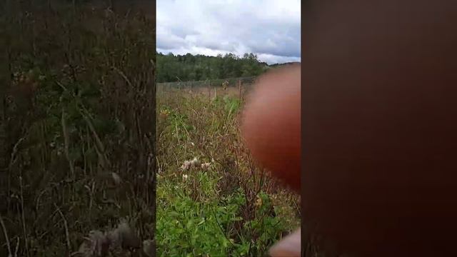 малина Карамелька смотреть онлайн