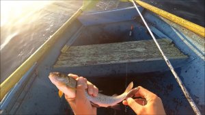 ПОПАЛ НА ЖОР ХАРИУСА НА АНГАРЕ !!! - РЫБАЛКА НА НАСТРОЙ БАЛДА