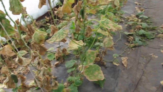 Выращивание огурца и томата в октябре без отопления на Полесье.