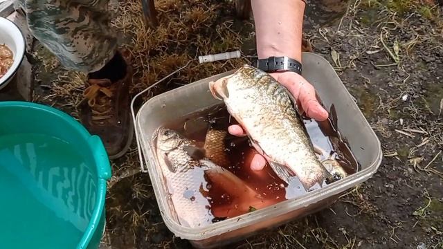 на мой взгляд это лучший способ разделки карася для жарёхи смотреть онлайн
