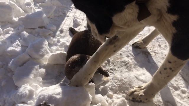 Спасённого детеныша выдры приютила семья из Ванино смотреть онлайн