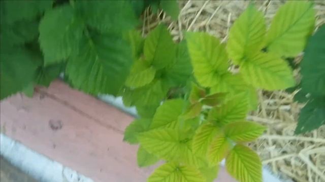 82.Пересадка малины весной. Результат. смотреть онлайн