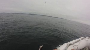 Владивосток.Ловля акулы ( Катрана )