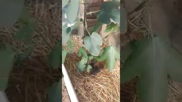 ИНЖИР В ОТКРЫТОМ ГРУНТЕ БЕЛАРУСЬ (FIGS IN THE OPEN GROUND OF BELARUS) смотреть онлайн