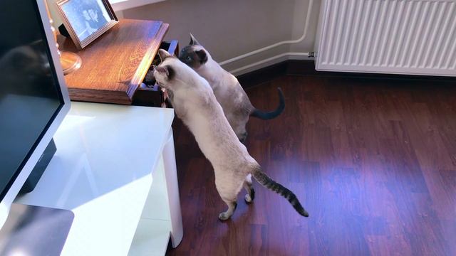 🌀Amaya Fareese Cats' story | Meet my Thai cats, Mia and Amaya! | Traditional Siamese cats смотреть онлайн