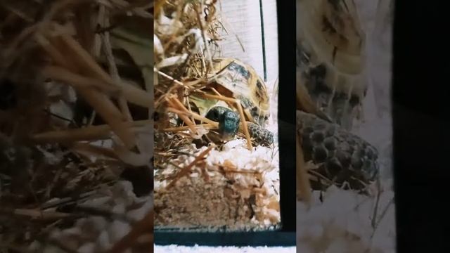 вертикальное видео с черепашкой и стандартными эффектами редактора от xiaomi смотреть онлайн