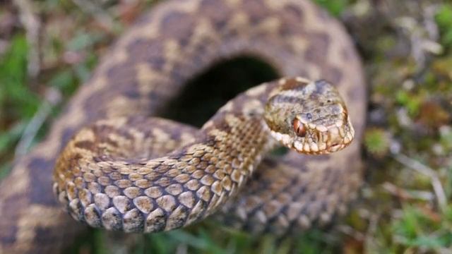 Обыкновенная гадюка (лат. Vipera berus) смотреть онлайн