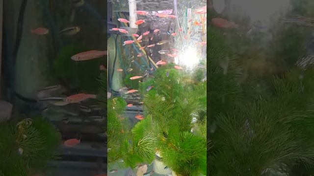 #neontetra The Neon Tetra is a fresh water fish смотреть онлайн