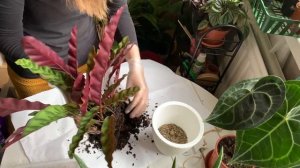 Калатея Лансифолия. Пересадка, уход