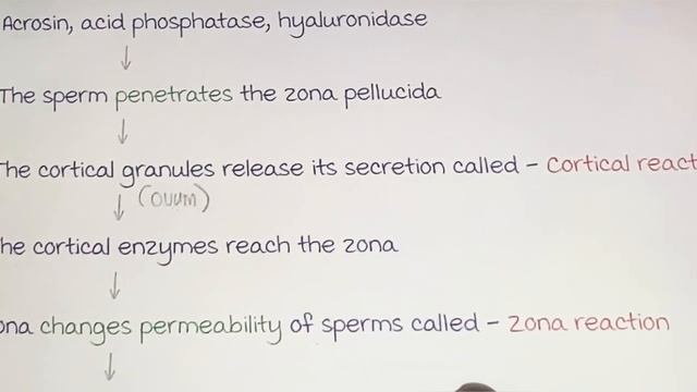 general embryology anatomy | first week of development embryology | Johari MBBS смотреть онлайн