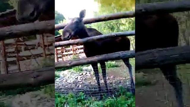 Кормлю лося | зоопарк | смотреть онлайн