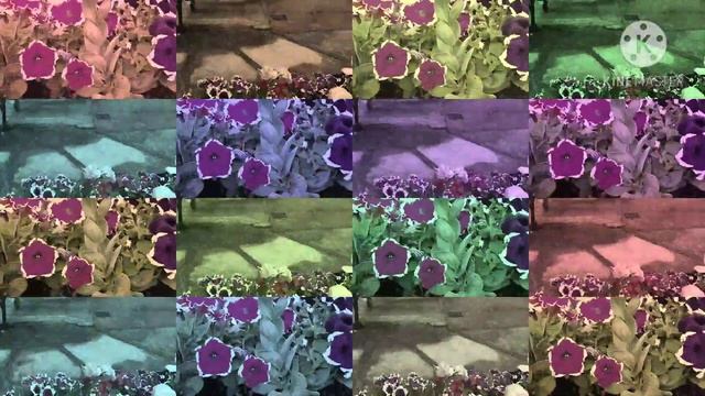 SWEET WILLIAM FLOWERS ( DIANTHUS BARBATUS ) || PETUNIA FLOWERS || LAVENDER FLOWERS || ADING VLOGS смотреть онлайн