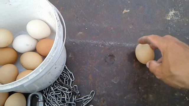 мягкая скорлупа куриного яйца смотреть онлайн