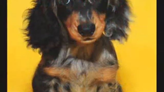 Питомник Улыбка Фортуны смотреть онлайн