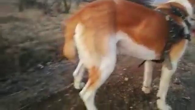 Как правильно тренировать Алабая для боев. смотреть онлайн