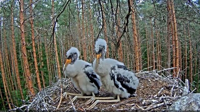 Black Stork (Must-toonekurg) 2019 смотреть онлайн
