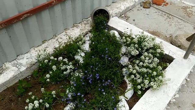 КАК ПОМЫТЬ МАШИНУ ДЕШЕВО | МОЙКА САМООБСЛУЖИВАНИЯ |ДЕЛА НАСУЩНЫЕ смотреть онлайн