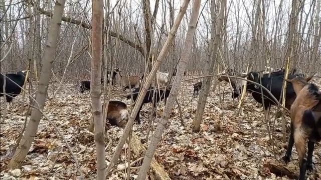 Даже если у тебя семь пядей во лбу, ты не застрахован от бед. смотреть онлайн