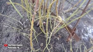 ОБРЕЗКА ПЛЕТИСТОЙ РОЗЫ ВЕСНОЙ КАК ПРАВИЛЬНО И ЗАЧЕМ