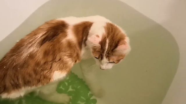 Турецкий ван. Кот купается с Агатой/Turkish van. Cat Bathing with Agatha смотреть онлайн