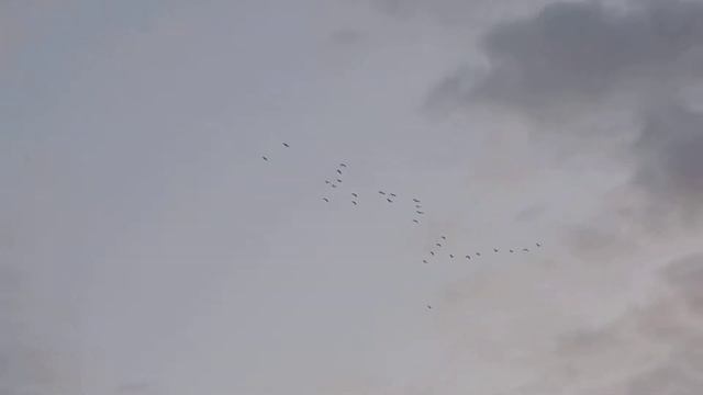 Птицы летят на Юг смотреть онлайн