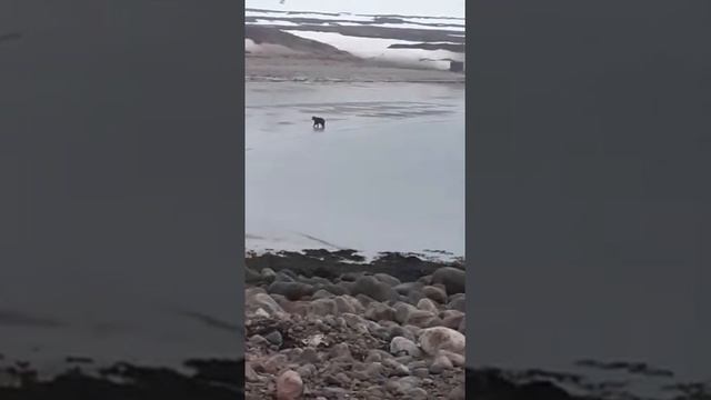 Придурок, скотина, сайгак вонючий смотреть онлайн