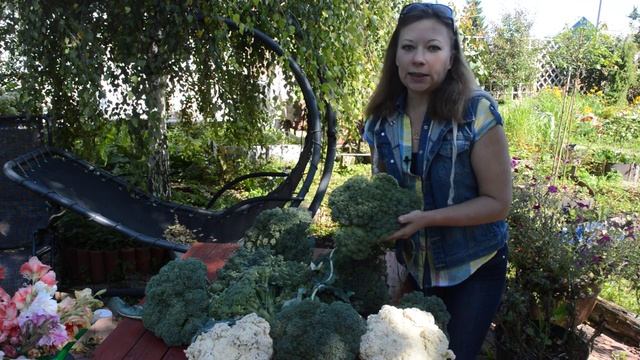 Капуста брокколи: выращивание и уход смотреть онлайн