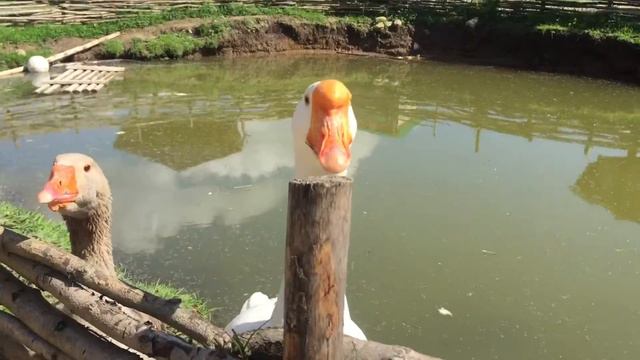 Деревенька Контактный зоопарк гуси гуси ты зачем в грязи ходишь еноте Красавцы супер красота смотреть онлайн