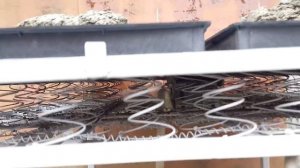 Вибростол своими руками из..... кровати)?