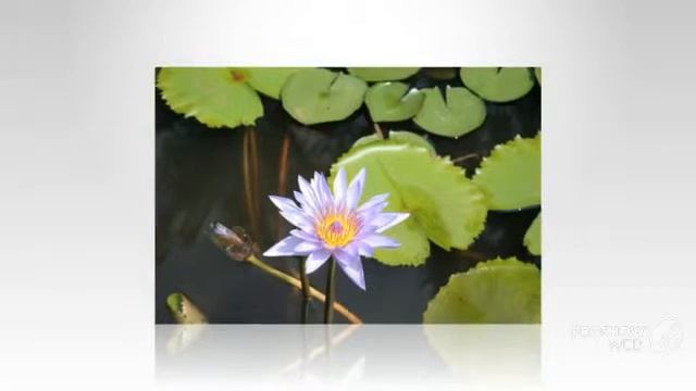 Аюрведа – древнейшая из сохранившихся до наших дней всеобъемлющих врачебных в,аюрведа екатеринбург смотреть онлайн