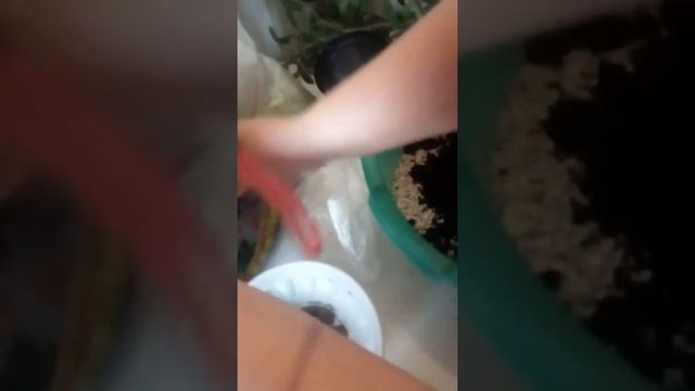 Готовлю субстрата для розы пустыни.Снимала дочка видео смотреть онлайн