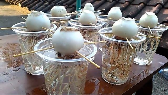 Grow Amaryllis in Water with Plastic Cups смотреть онлайн