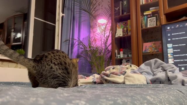 Лиза и Пятыч дома 1 смотреть онлайн