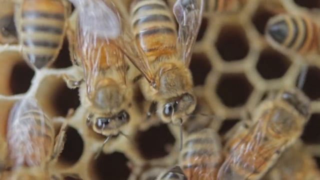 ميرزا احمد فصل اول محاضرة 1 ??