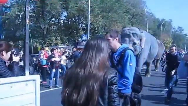 Слоны на проспекте Абая 14 октября 2013г. Алматы. Республика Казахстан. смотреть онлайн