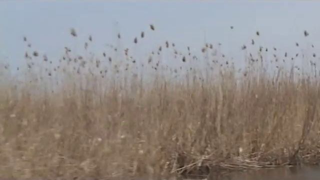 Весенняя подводная охота в дельте Волги смотреть онлайн
