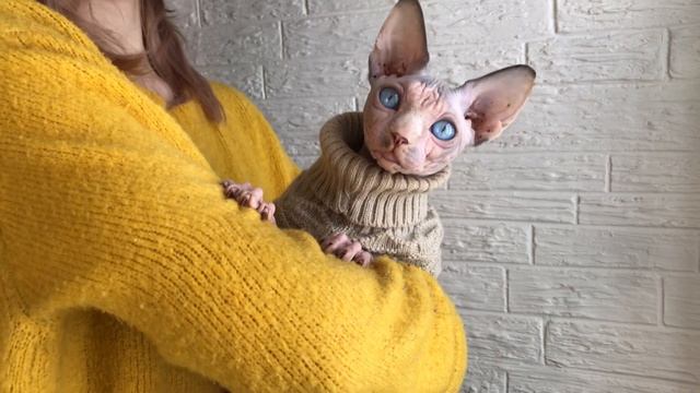 Самый милый котёнок Сфинкса❤️ Масик-Космос? Позирует после фотосессии для Вас смотреть онлайн