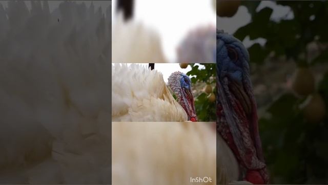 турецкий белый петух смотреть онлайн