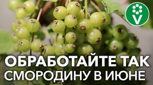 Чем обработать смородину в июне-июле от опасных вредителей?