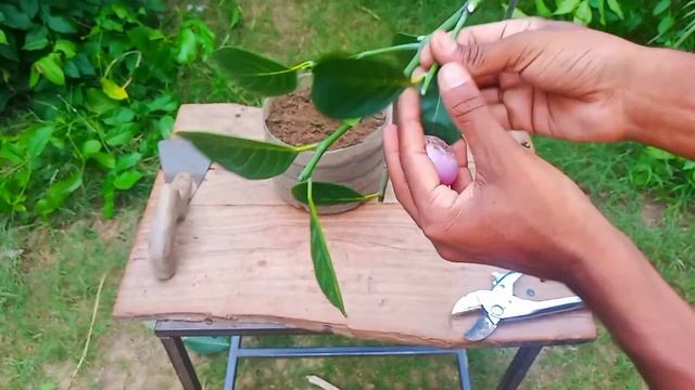 How to grow Jackfruit tree, creative bud grafting Jackfruit tree with onion grow fast 100% success смотреть онлайн