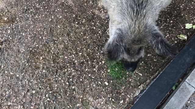 В детском зоопарке Тайгана. At the children's zoo in Taigan in Crimea смотреть онлайн
